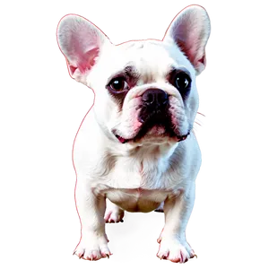 White French Bulldog Png Ebe35 PNG Image