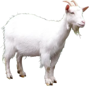 White Goat Black Background PNG Image