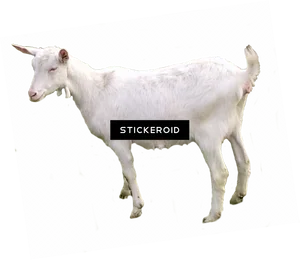 White Goat No Horns Cutout PNG Image