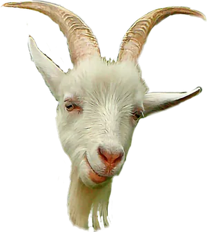 White Goatwith Curved Horns PNG Image