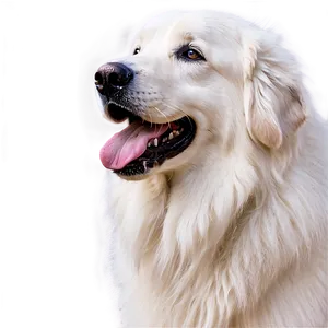 White Great Pyrenees Portrait Png Nnq61 PNG Image