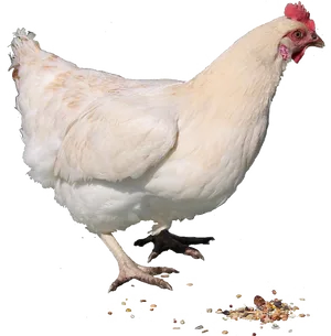 White Hen Standing Transparent Background.png PNG Image