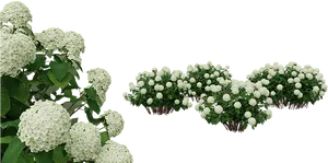 White Hydrangea Bushes PNG Image