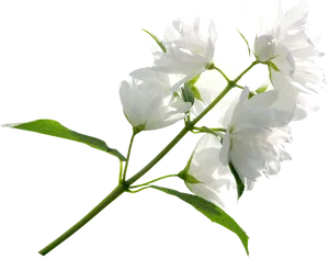 White Jasmine Flowers Black Background PNG Image