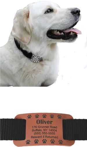 White Labrador With Collarand Tag PNG Image