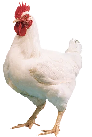 White Leghorn Rooster Standing PNG Image