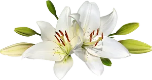 White Lily Blossoms.png PNG Image