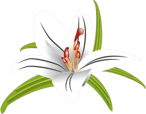 White Lily Flower Illustration PNG Image