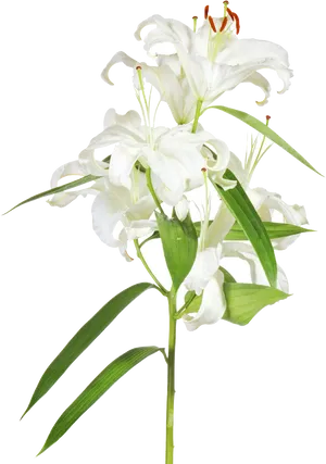 White Lily Flower Transparent Background PNG Image