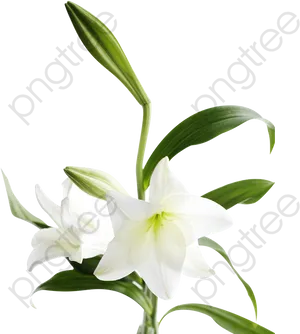 White Lily Transparent Background PNG Image