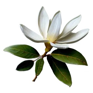 White Magnolia Flower Graphic Png 06252024 PNG Image