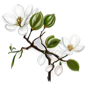 White Magnolia Flower Graphic Png 37 PNG Image