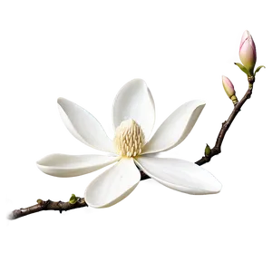 White Magnolia Flower Graphic Png Nct PNG Image