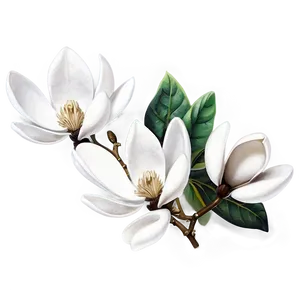 White Magnolia Flower Graphic Png Xds PNG Image