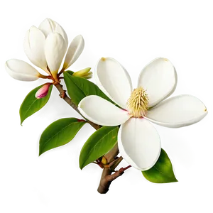 White Magnolia Tree Flowers Png 13 PNG Image