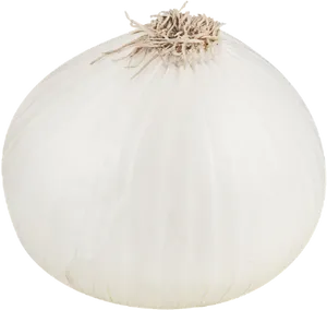 White Onion Single Isolated PNG Image