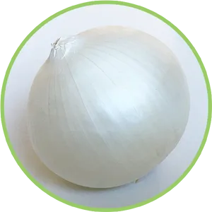 White Onion Single Item PNG Image