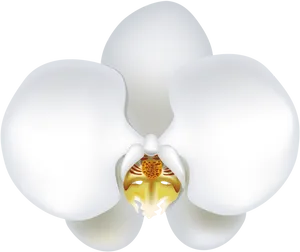 White Orchid Bloom Illustration PNG Image