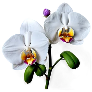 White Orchid Png Dxu PNG Image