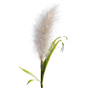 White Pampas Grass Png Pbw63 PNG Image