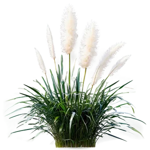 White Pampas Grass Png Rhw67 PNG Image