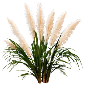 White Pampas Grass Png Wte PNG Image