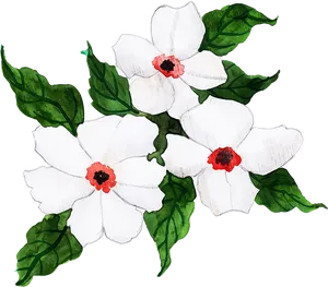 White Periwinkle Flowers Illustration PNG Image