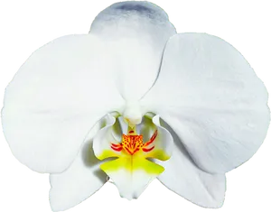 White Phalaenopsis Orchid Bloom PNG Image