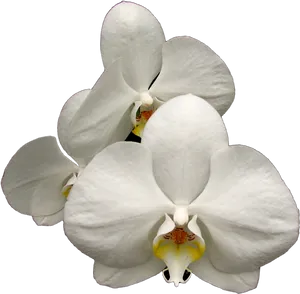 White Phalaenopsis Orchid Bloom PNG Image