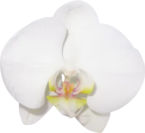 White Phalaenopsis Orchid PNG Image