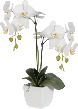 White Phalaenopsis Orchid Potted Plant PNG Image