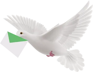 White Pigeon Carrying Letter PNG Image