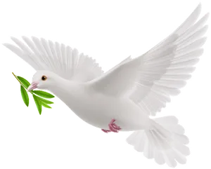 White Pigeon Holding Olive Branch PNG Image