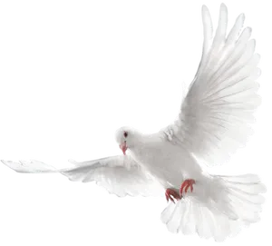 White Pigeon In Flight PNG Image