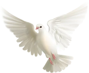 White Pigeon In Flight PNG Image