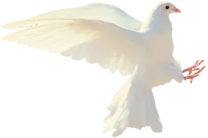 White Pigeon In Flight PNG Image