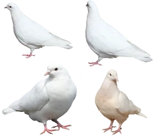 White Pigeons Various Poses PNG Image