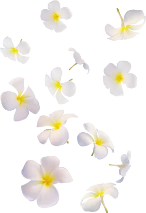 White Plumeria Flowers Against Black Background PNG Image