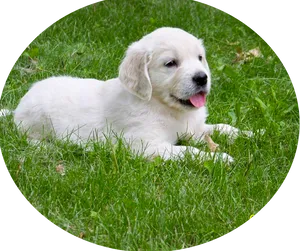 White Puppyin Grass.jpg PNG Image