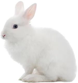 White Rabbit Profile View PNG Image