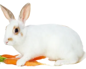 White Rabbit With Carrots.png PNG Image