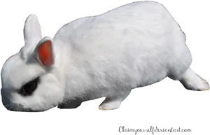 White Rabbitwith Red Ear PNG Image