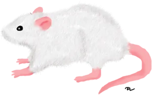 White Rat Illustration.jpg PNG Image