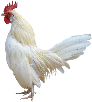 White Rooster Profile PNG Image