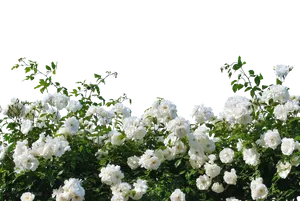 White Roses Black Background PNG Image