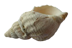 White Seashellon Black Background PNG Image