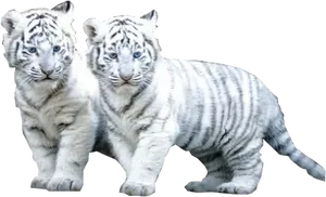 White Tiger Cubs Walking Together PNG Image