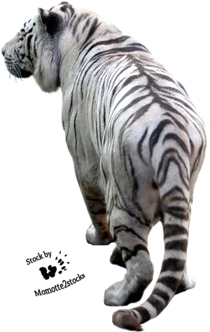 White Tiger Walking Away PNG Image