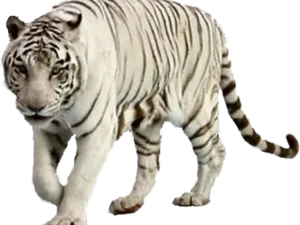 White Tiger Walking Transparent Background PNG Image