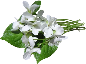 White Violet Flowers Transparent Background PNG Image